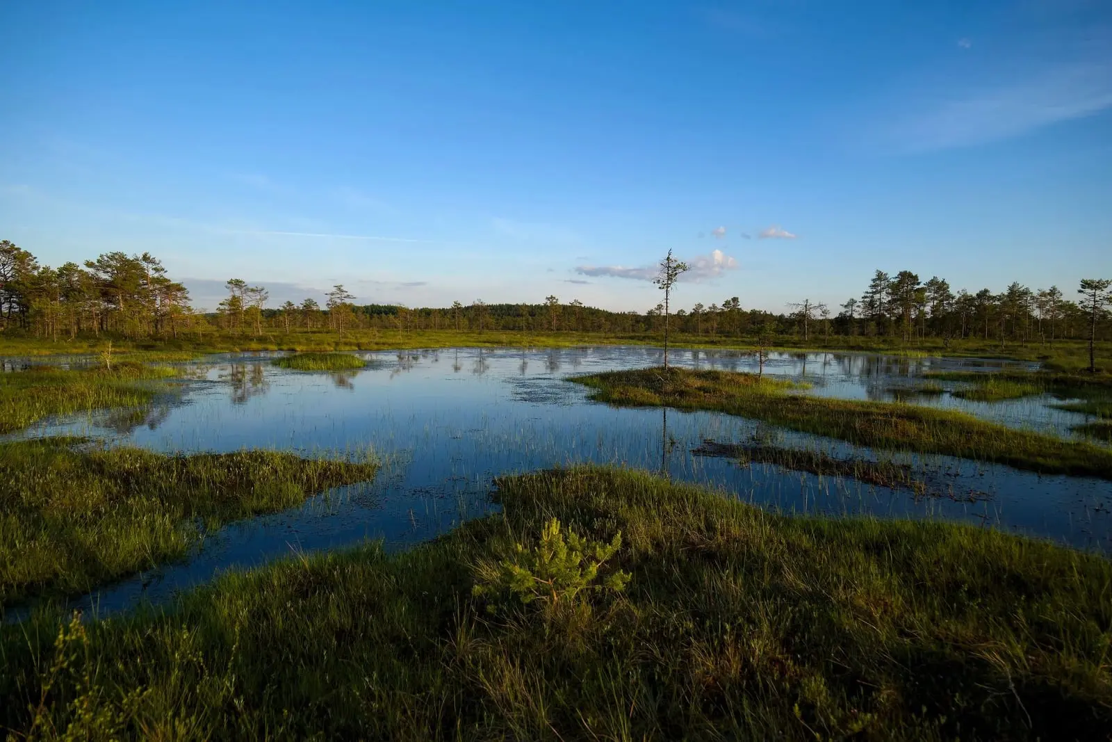 Sonniges Moor mit Wasserflächen und Kiefern